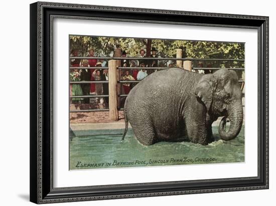 Elephant, Lincoln Park Zoo-null-Framed Art Print