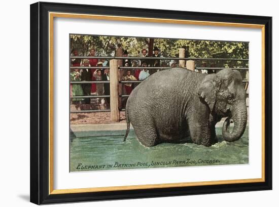 Elephant, Lincoln Park Zoo-null-Framed Art Print