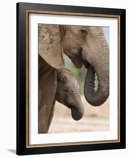 Elephant (Loxodonta Africana) and Baby, Addo Elephant National Park, Eastern Cape, South Africa-Ann & Steve Toon-Framed Photographic Print