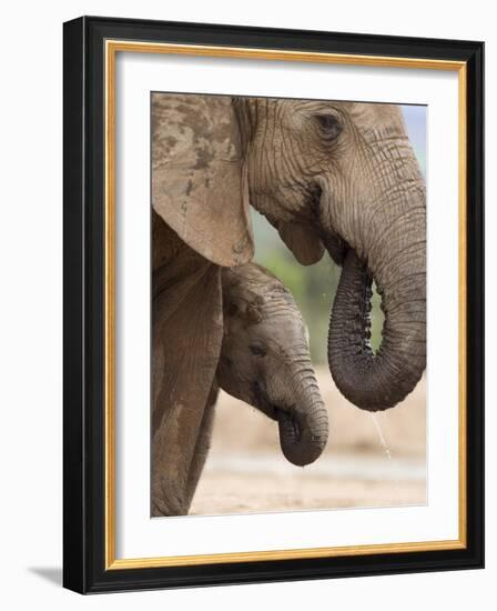 Elephant (Loxodonta Africana) and Baby, Addo Elephant National Park, Eastern Cape, South Africa-Ann & Steve Toon-Framed Photographic Print