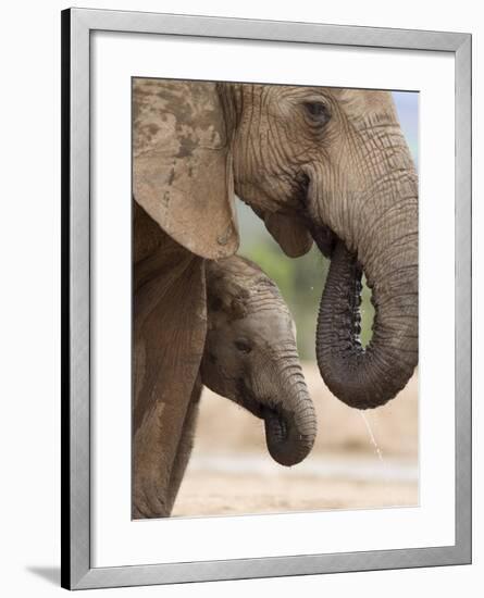 Elephant (Loxodonta Africana) and Baby, Addo Elephant National Park, Eastern Cape, South Africa-Ann & Steve Toon-Framed Photographic Print