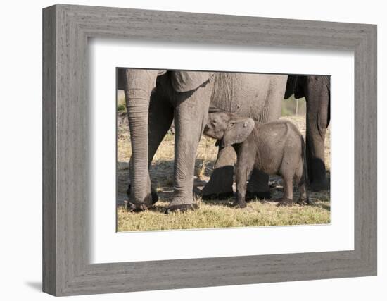 Elephant (Loxodonta Africana) Calf, Chobe National Park, Botswana, Africa-Sergio Pitamitz-Framed Photographic Print