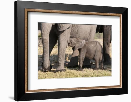 Elephant (Loxodonta Africana) Calf, Chobe National Park, Botswana, Africa-Sergio Pitamitz-Framed Photographic Print