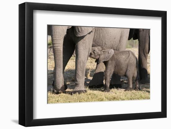 Elephant (Loxodonta Africana) Calf, Chobe National Park, Botswana, Africa-Sergio Pitamitz-Framed Photographic Print