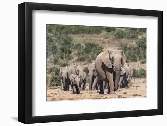 Elephant (Loxodonta Africana) Herd, Addo Elephant National Park, South Africa, Africa-Ann and Steve Toon-Framed Photographic Print