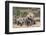 Elephant (Loxodonta Africana) Herd, Addo Elephant National Park, South Africa, Africa-Ann and Steve Toon-Framed Photographic Print