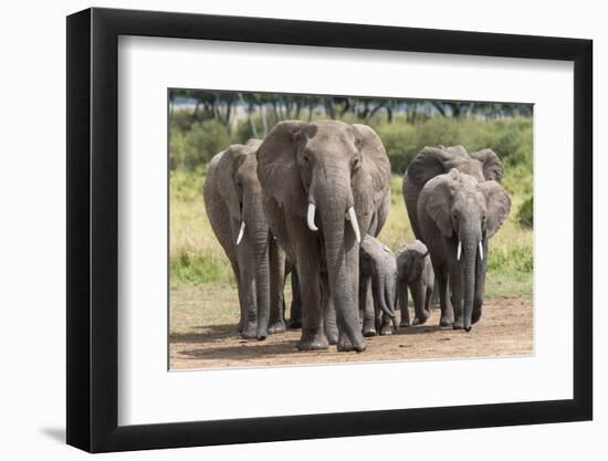 Elephant (Loxodonta Africana) Herd Walking to the River to Drink-Ann and Steve Toon-Framed Photographic Print