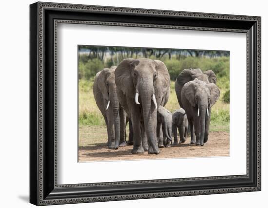 Elephant (Loxodonta Africana) Herd Walking to the River to Drink-Ann and Steve Toon-Framed Photographic Print