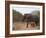 Elephant (Loxodonta Africana), Kapama Game Reserve, South Africa, Africa-Sergio Pitamitz-Framed Photographic Print