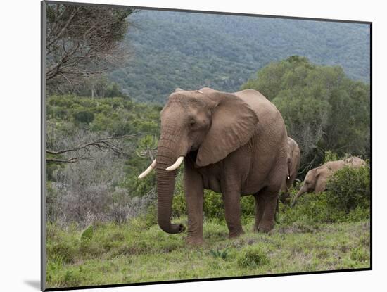 Elephant (Loxodonta Africana), Kariega Game Reserve, South Africa, Africa-Sergio Pitamitz-Mounted Photographic Print