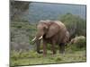 Elephant (Loxodonta Africana), Kariega Game Reserve, South Africa, Africa-Sergio Pitamitz-Mounted Photographic Print