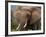 Elephant (Loxodonta Africana), Kariega Game Reserve, South Africa, Africa-Sergio Pitamitz-Framed Photographic Print