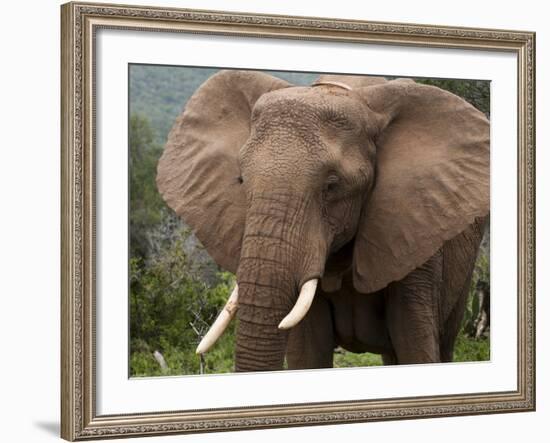 Elephant (Loxodonta Africana), Kariega Game Reserve, South Africa, Africa-Sergio Pitamitz-Framed Photographic Print