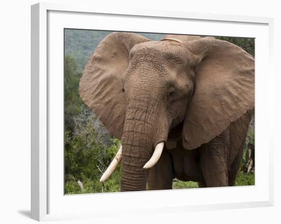 Elephant (Loxodonta Africana), Kariega Game Reserve, South Africa, Africa-Sergio Pitamitz-Framed Photographic Print