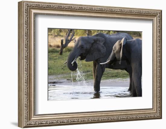 Elephant (Loxodonta africana), Khwai Concession, Okavango Delta, Botswana, Africa-Sergio Pitamitz-Framed Photographic Print