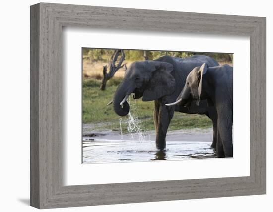 Elephant (Loxodonta africana), Khwai Concession, Okavango Delta, Botswana, Africa-Sergio Pitamitz-Framed Photographic Print