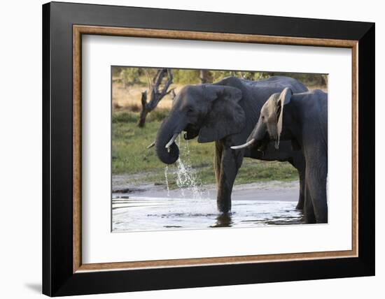 Elephant (Loxodonta africana), Khwai Concession, Okavango Delta, Botswana, Africa-Sergio Pitamitz-Framed Photographic Print