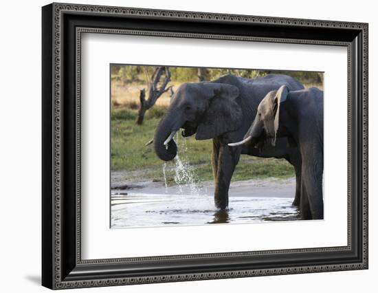 Elephant (Loxodonta africana), Khwai Concession, Okavango Delta, Botswana, Africa-Sergio Pitamitz-Framed Photographic Print