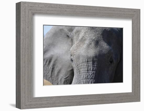 Elephant (Loxodonta africana), Khwai Concession, Okavango Delta, Botswana, Africa-Sergio Pitamitz-Framed Photographic Print