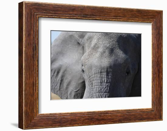 Elephant (Loxodonta africana), Khwai Concession, Okavango Delta, Botswana, Africa-Sergio Pitamitz-Framed Photographic Print