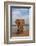 Elephant (Loxodonta africana) resting trunk on its tusk, Zimanga game reserve, KwaZulu-Natal, South-Ann and Steve Toon-Framed Photographic Print