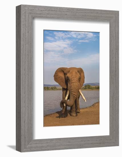 Elephant (Loxodonta africana) resting trunk on its tusk, Zimanga game reserve, KwaZulu-Natal, South-Ann and Steve Toon-Framed Photographic Print