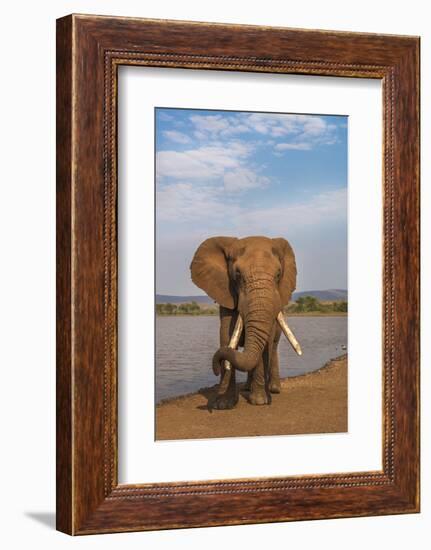 Elephant (Loxodonta africana) resting trunk on its tusk, Zimanga game reserve, KwaZulu-Natal, South-Ann and Steve Toon-Framed Photographic Print