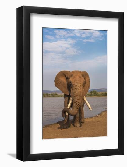 Elephant (Loxodonta africana) resting trunk on its tusk, Zimanga game reserve, KwaZulu-Natal, South-Ann and Steve Toon-Framed Photographic Print