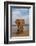 Elephant (Loxodonta africana) resting trunk on its tusk, Zimanga game reserve, KwaZulu-Natal, South-Ann and Steve Toon-Framed Photographic Print