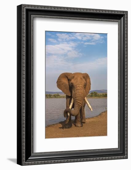 Elephant (Loxodonta africana) resting trunk on its tusk, Zimanga game reserve, KwaZulu-Natal, South-Ann and Steve Toon-Framed Photographic Print