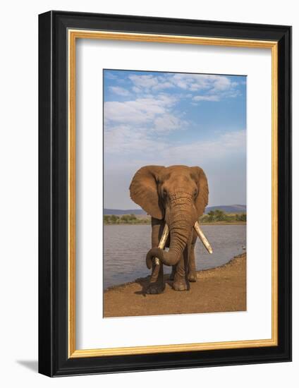 Elephant (Loxodonta africana) resting trunk on its tusk, Zimanga game reserve, KwaZulu-Natal, South-Ann and Steve Toon-Framed Photographic Print