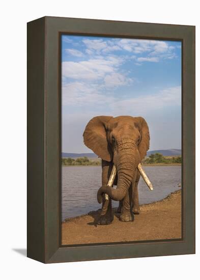 Elephant (Loxodonta africana) resting trunk on its tusk, Zimanga game reserve, KwaZulu-Natal, South-Ann and Steve Toon-Framed Premier Image Canvas