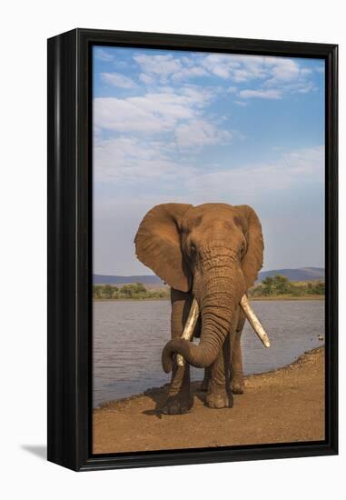 Elephant (Loxodonta africana) resting trunk on its tusk, Zimanga game reserve, KwaZulu-Natal, South-Ann and Steve Toon-Framed Premier Image Canvas