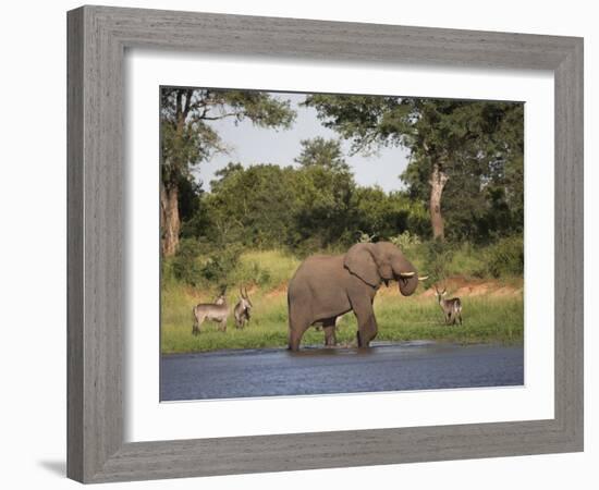 Elephant, Loxodonta Africana, with Waterbuck, at Water in Kruger National Park-Steve & Ann Toon-Framed Photographic Print