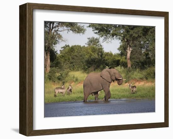 Elephant, Loxodonta Africana, with Waterbuck, at Water in Kruger National Park-Steve & Ann Toon-Framed Photographic Print