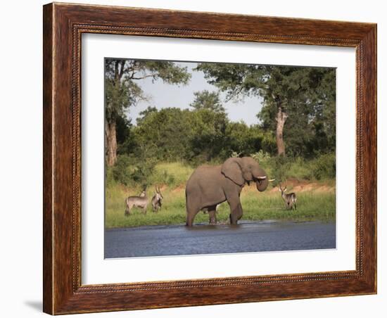 Elephant, Loxodonta Africana, with Waterbuck, at Water in Kruger National Park-Steve & Ann Toon-Framed Photographic Print