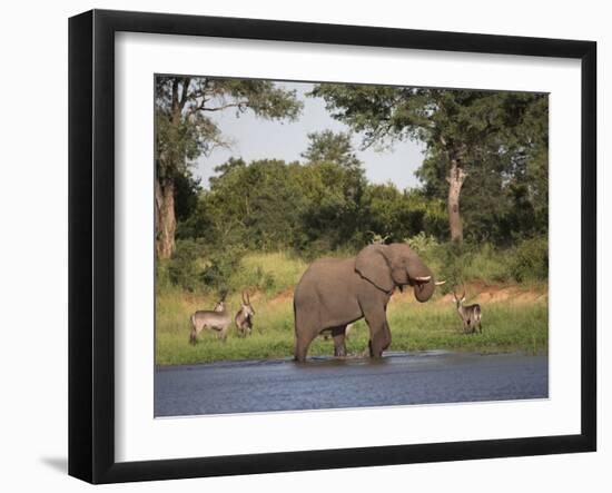 Elephant, Loxodonta Africana, with Waterbuck, at Water in Kruger National Park-Steve & Ann Toon-Framed Photographic Print