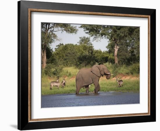 Elephant, Loxodonta Africana, with Waterbuck, at Water in Kruger National Park-Steve & Ann Toon-Framed Photographic Print