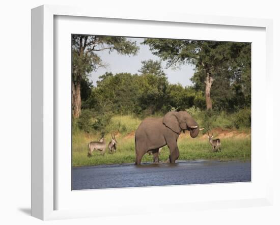 Elephant, Loxodonta Africana, with Waterbuck, at Water in Kruger National Park-Steve & Ann Toon-Framed Photographic Print