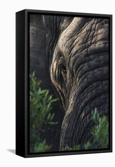 Elephant (Loxodonta africana), Zimanga private game reserve, KwaZulu-Natal-Ann and Steve Toon-Framed Premier Image Canvas