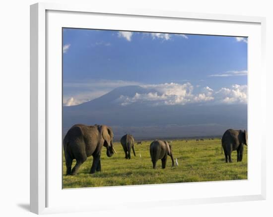 Elephant, Mt. Kilimanjaro, Masai Mara National Park, Kenya-Peter Adams-Framed Photographic Print