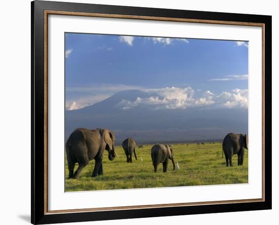 Elephant, Mt. Kilimanjaro, Masai Mara National Park, Kenya-Peter Adams-Framed Photographic Print