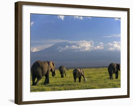 Elephant, Mt. Kilimanjaro, Masai Mara National Park, Kenya-Peter Adams-Framed Photographic Print