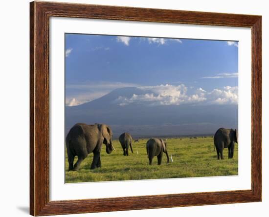 Elephant, Mt. Kilimanjaro, Masai Mara National Park, Kenya-Peter Adams-Framed Photographic Print