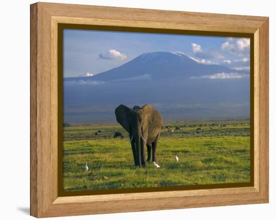 Elephant, Mt. Kilimanjaro, Masai Mara National Park, Kenya-Peter Adams-Framed Premier Image Canvas