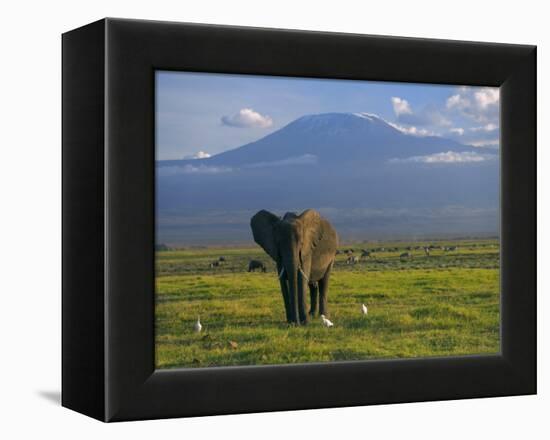 Elephant, Mt. Kilimanjaro, Masai Mara National Park, Kenya-Peter Adams-Framed Premier Image Canvas