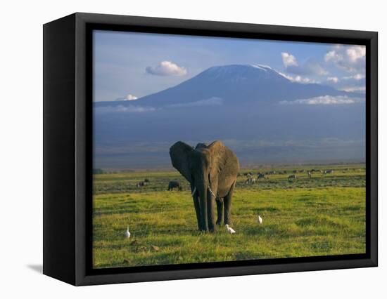 Elephant, Mt. Kilimanjaro, Masai Mara National Park, Kenya-Peter Adams-Framed Premier Image Canvas