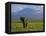 Elephant, Mt. Kilimanjaro, Masai Mara National Park, Kenya-Peter Adams-Framed Premier Image Canvas