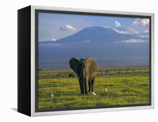 Elephant, Mt. Kilimanjaro, Masai Mara National Park, Kenya-Peter Adams-Framed Premier Image Canvas