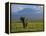 Elephant, Mt. Kilimanjaro, Masai Mara National Park, Kenya-Peter Adams-Framed Premier Image Canvas